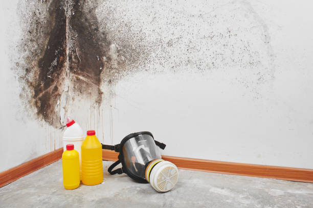 Best Residential Mold Remediation in University Place, WA