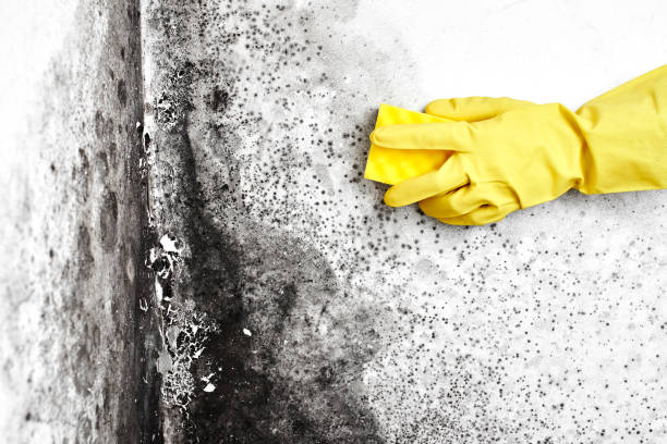 University Place, WA Mold Remediation Company