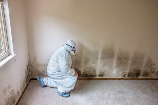 Best Mold Testing and Inspection Services in University Place, WA