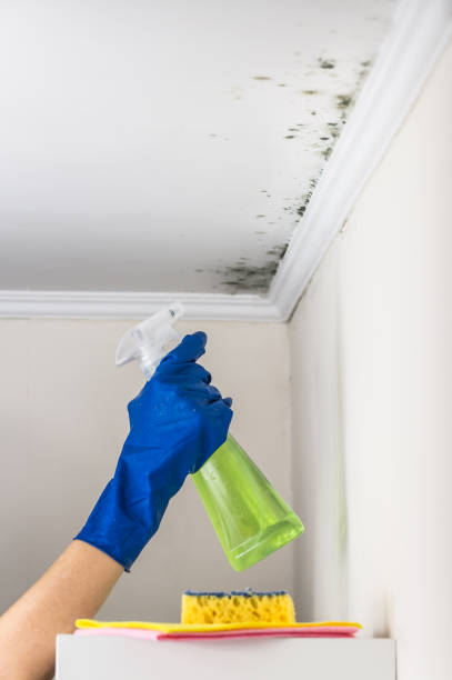 Best Bathroom Mold Remediation in University Place, WA