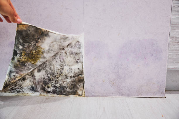 Best Localized Mold Remediation (e.g., coastal areas, humid climates) in University Place, WA